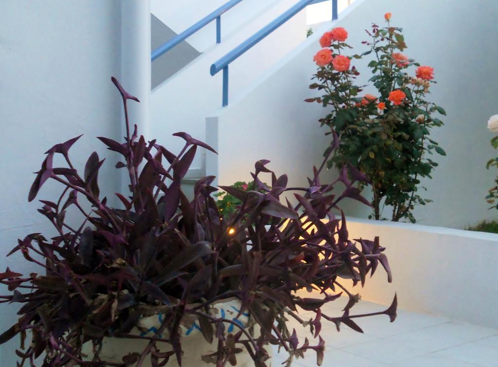 Dimitra Apartment Hotel 스카피디아 외부 사진